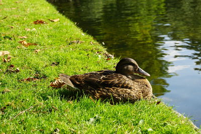 Duck on grass by lake