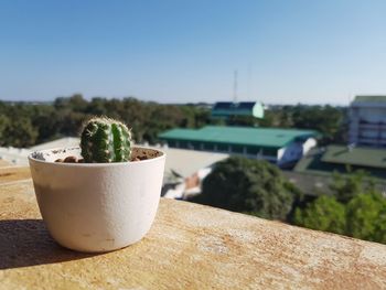 Close-up of potted plant on retaining wall