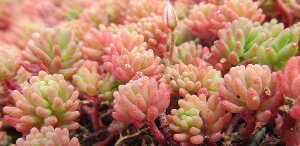 Close-up of pink flowering plants