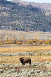 Horse grazing on field