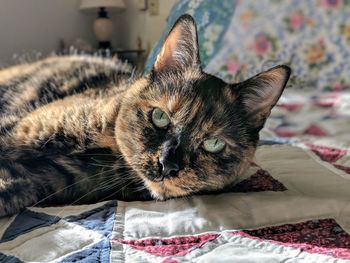 Close-up portrait of cat lying on bed at home