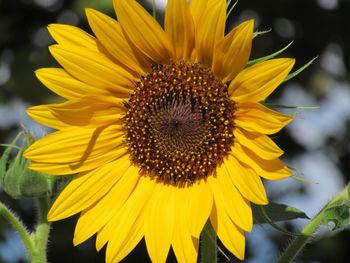 Close-up of sunflower