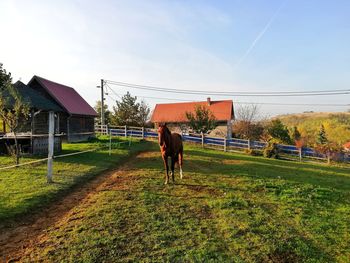 Full length of a horse on field against sky