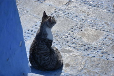 High angle view of a cat sitting on footpath