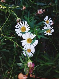 Close-up of white daisy flowers on field