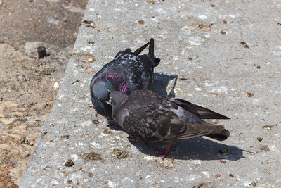 High angle view of pigeon perching on ground