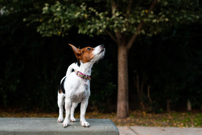 Portrait of dog looking away