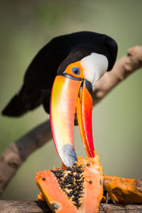 Toucan feeding on papaya