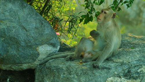 Monkey sitting on rock