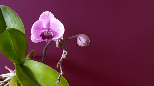 Close-up of pink flower against white background