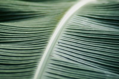 Full frame shot of palm leaf