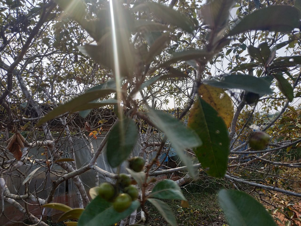 LOW ANGLE VIEW OF PLANTS GROWING ON TREE