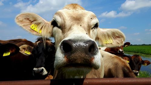 Portrait of cow against sky