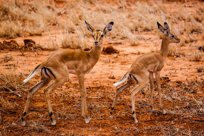 Gazelles defecating on field at tsavo east national park