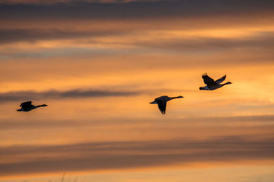 Silhouette birds flying against sky during sunset