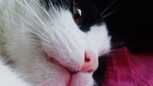 Close-up of cat