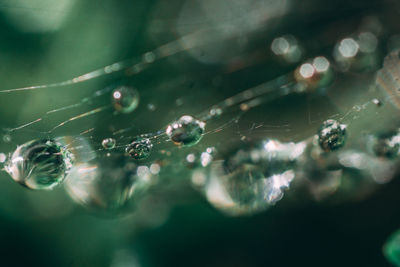 Close-up of water drops on spider web