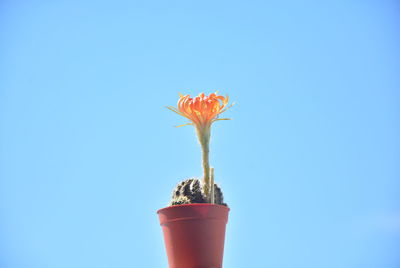 Close-up of red flower in vase against blue sky