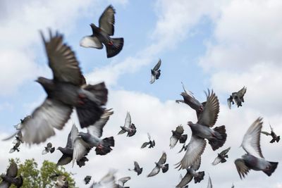 Low angle view of bird flying against cloudy sky