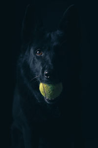 Portrait of black dog