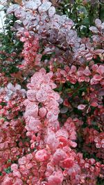 Low angle view of pink flowers blooming on tree