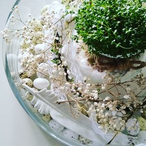 High angle view of white flowering plants on table