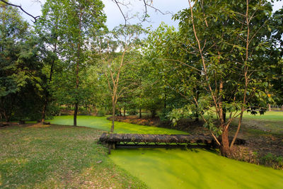 Scenic view of lake in park