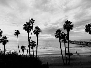 Silhouette of palm trees on beach