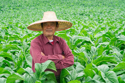 Tobacco plantations in asia, thailand