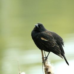 Close-up of bird perching on a plant