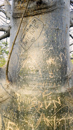 Close-up of text on tree