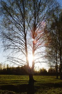 Bare trees on field against sky during sunset