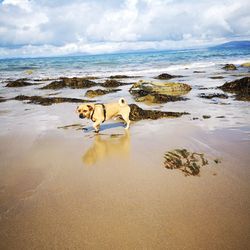 High angle view of dog on beach