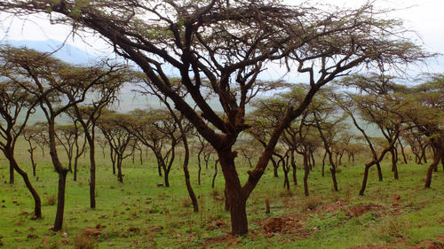 Trees on grassy field