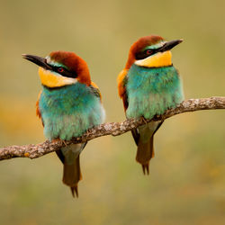 Close-up of birds perching on branch