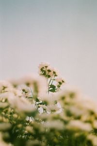 Close-up of flowering plant on field