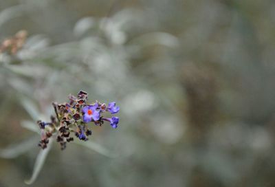 Close-up of purple flowers growing in park