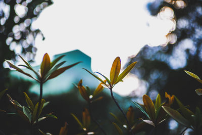 Low angle view of flowering plants against sky