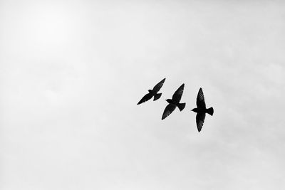 Low angle view of birds flying in sky