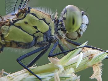 Close-up of insect on plant