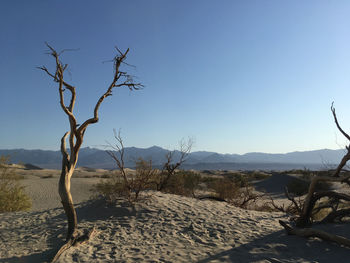 Bare tree on arid landscape against clear sky