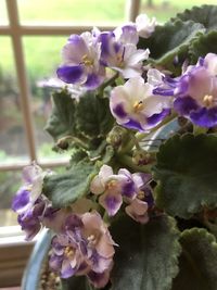 Close-up of purple flowering plant