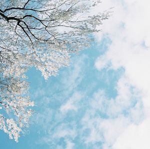 Low angle view of cherry blossom against sky