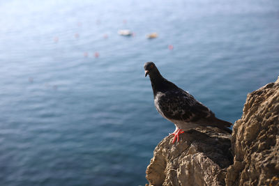 Close-up of pigeon perching on rock