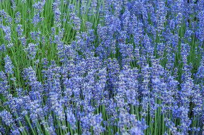 Close-up of purple flowering plants on field