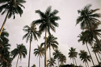 Low angle view of palm trees against sky taken at farmplate, daraga, albay, philippines
