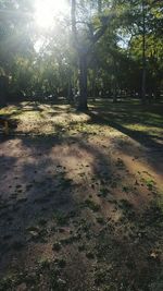Sun shining through trees