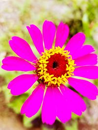 Close-up of pink flower