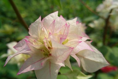 Close-up of pink flowers