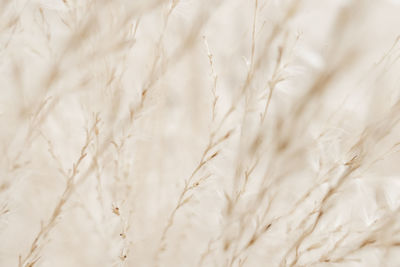 Full frame shot of wheat field